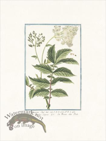 Bonelli 414 Meadow Sweet